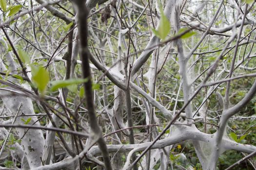 larvae of a moth everywhere kill a big tree