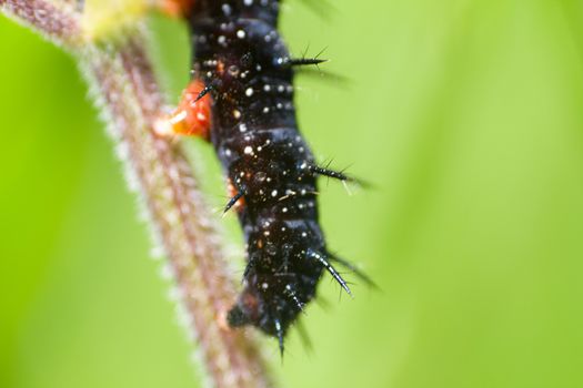 caterpillars a peacock eye macro on a green nettle