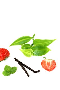 Vanilla leaves with red strawberries on a light background