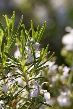 Rosemary white blossom in garden - close-up photo