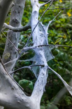 larvae of a moth everywhere kill a big tree