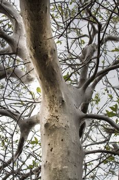 larvae of a moth everywhere kill a big tree