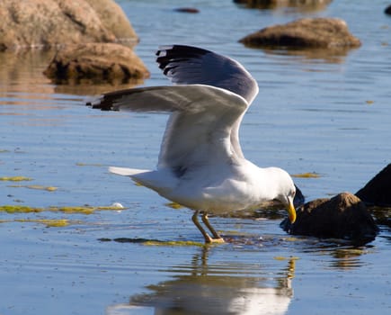 colony of seagulls in the Baltic Sea