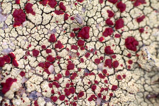 Arctic prairie plants - backgrounds of polar bald mountain macro shooting. summer