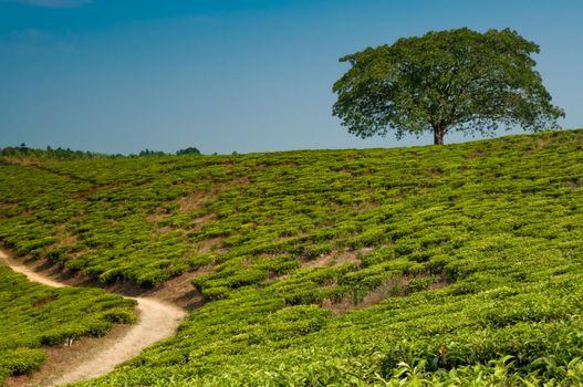 A lonestanding tree on a hill  in a tea plantation, completely surrounded by tea plantations.