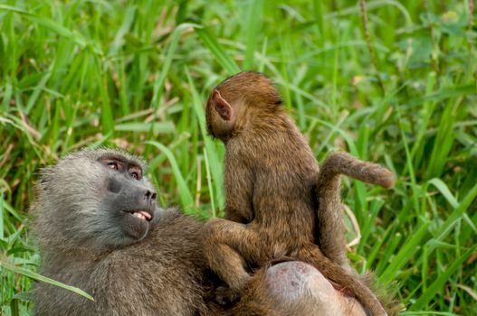 Baby baboon riding on the back of his mother as she is walking through the tall green grass.
