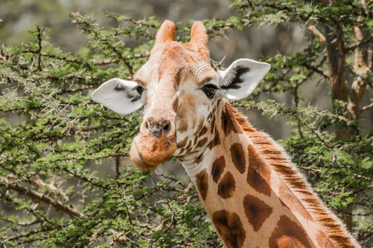 A Masai Giraffe eating leafs from a thorny acacia tree.