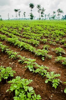 Potato fields in Rwanda near the volcanoes in very rich soil for great crops.