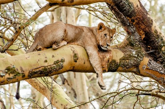A Lioness lying in the branch of a Fever Acacia tree with her right leg hanging down. Her head is turned to her right and she is looking out at nothing specific in the distance, almost like she is daydreaming.