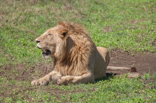 Male lion resting in the soft sun, which shows off  his main very clearly.