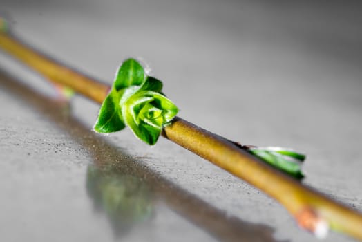 Close up photo of a branch with the bud of a flower.