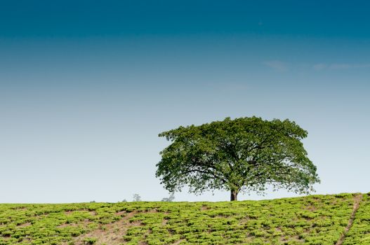 A lonestanding tree on a hill  in a tea plantation, completely surrounded by tea plantations.