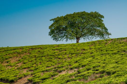 A lonestanding tree on a hill  in a tea plantation, completely surrounded by tea plantations.