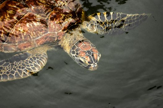 A green sea turtle in the water at a sanctuary in Zanzibar where they are protected.