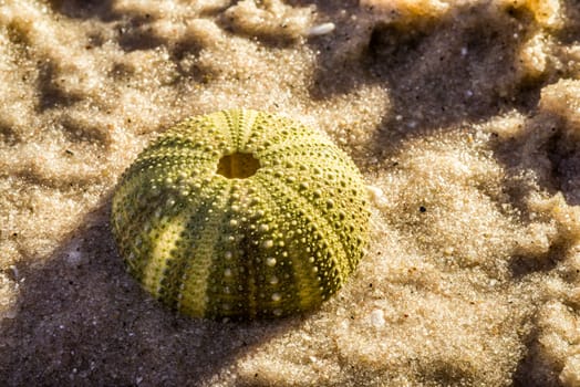 A sea urchin lies in wet sea sand as if it has recently been washed out of the ocean by the tides.
