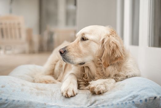 Golden Retriever resting on her pillow after lots of playing.