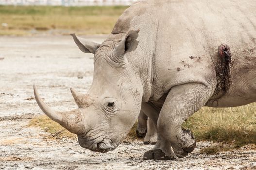 A White Rhino in Lake Nakuru National Park that has been wounded with a rifle.