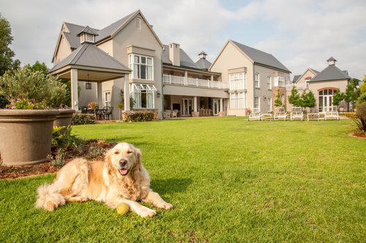 Golden Retriever at Home, lying relaxed in the beautiful big garden of the big mansion house where she lives.