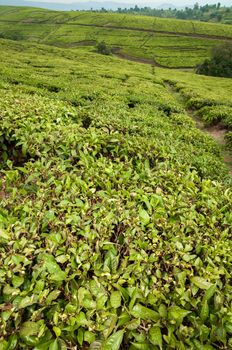 A view of the tea plantations in the southern regions of Tanzania.