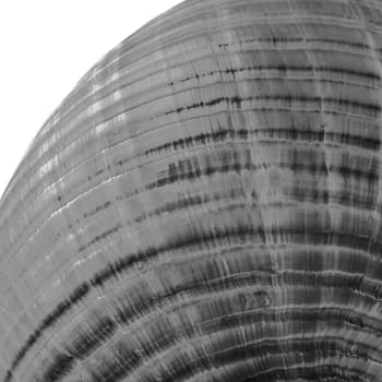 Close up black and white photo of a sea shell on a white background showing only part of the shell as an abstract view of beautiful lines and textures.