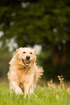 Golden retriever playing fetch with a tennis ball in the farm fields near her home, running through the short grass.