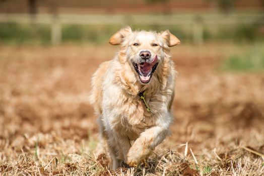 Golden Retriever at running through the fields at full speed, and enjoying herself.