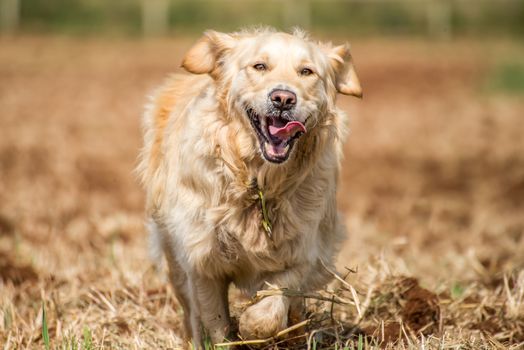 Golden retriever running at full pase in recently ploughed fields, with her tongue flapping all over.