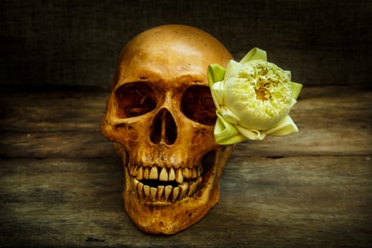 Human skull on old wood background, halloween.