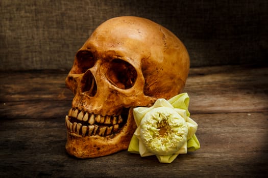 Human skull on old wood background, halloween.