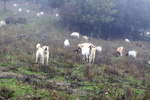 The sheepdog, on top of the mountains, check out the herd of goats. Winter and fog.