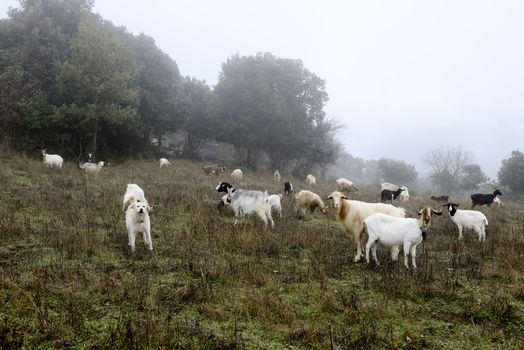 The sheepdog, on top of the mountains, check out the herd of goats. Winter and fog.