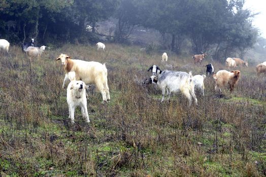 The sheepdog, on top of the mountains, check out the herd of goats. Winter and fog.