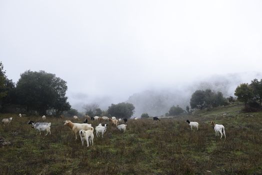 The sheepdog, on top of the mountains, check out the herd of goats. Winter and fog.