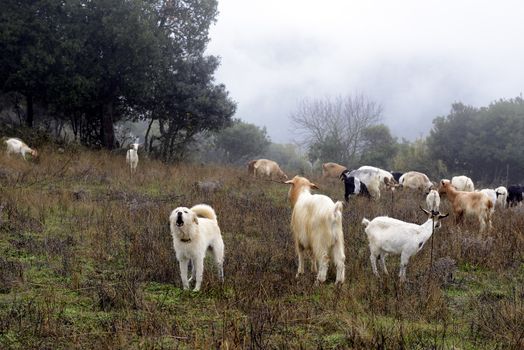 The sheepdog, on top of the mountains, check out the herd of goats. Winter and fog.