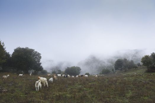 The sheepdog, on top of the mountains, check out the herd of goats. Winter and fog.