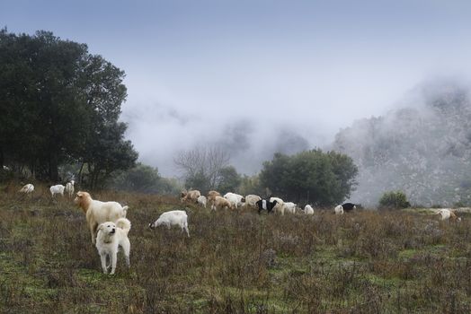 The sheepdog, on top of the mountains, check out the herd of goats. Winter and fog.
