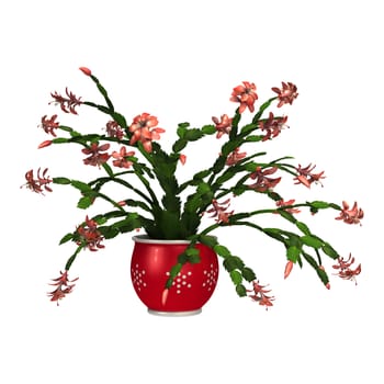 3D digital render of a Christmas cactus in a flower pot isolated on white background