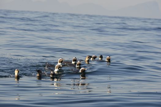 Swimming  African penguin (spheniscus demersus) at the ocean. South Africa