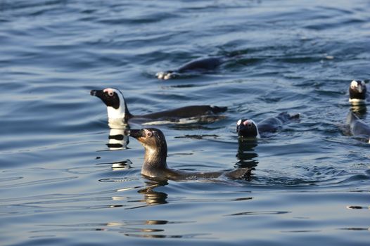 Swimming  African penguin (spheniscus demersus) at the ocean. South Africa