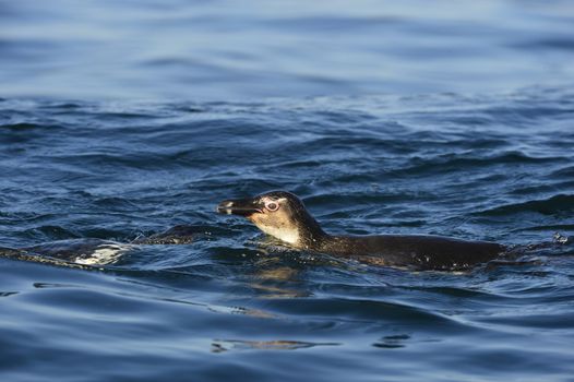 Swimming  African penguin (spheniscus demersus) at the ocean. South Africa