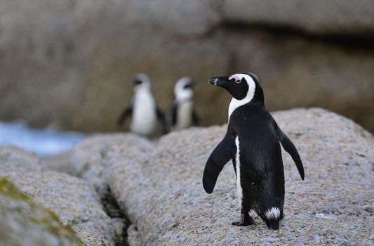 Portrait of  African penguin (spheniscus demersus) at the Boulders colony. South Africa