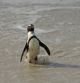 Walking  African penguin (spheniscus demersus) at the Beach. South Africa