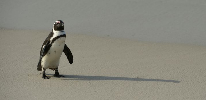 Walking  African penguin (spheniscus demersus) at the Beach. South Africa