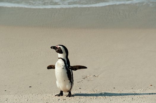 Walking  African penguin (spheniscus demersus) at the Beach. South Africa