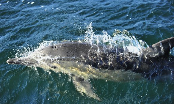 Dolphin, swimming in the ocean. 