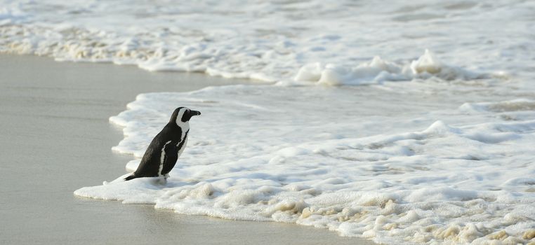 Walking  African penguin (spheniscus demersus) at the Beach. South Africa