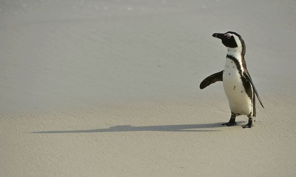 Walking  African penguin (spheniscus demersus) at the Beach. South Africa