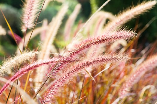 close up image of Field Grass Background