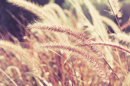 close up image of Field Grass Background