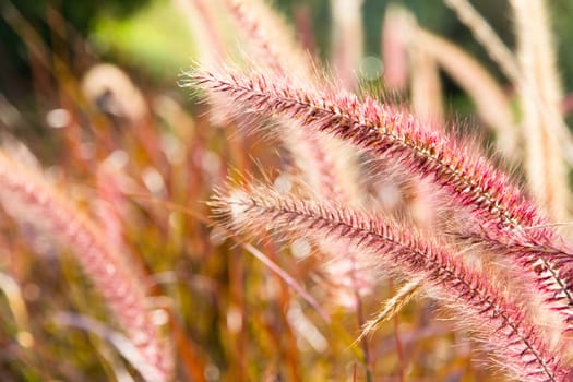 close up image of Field Grass Background